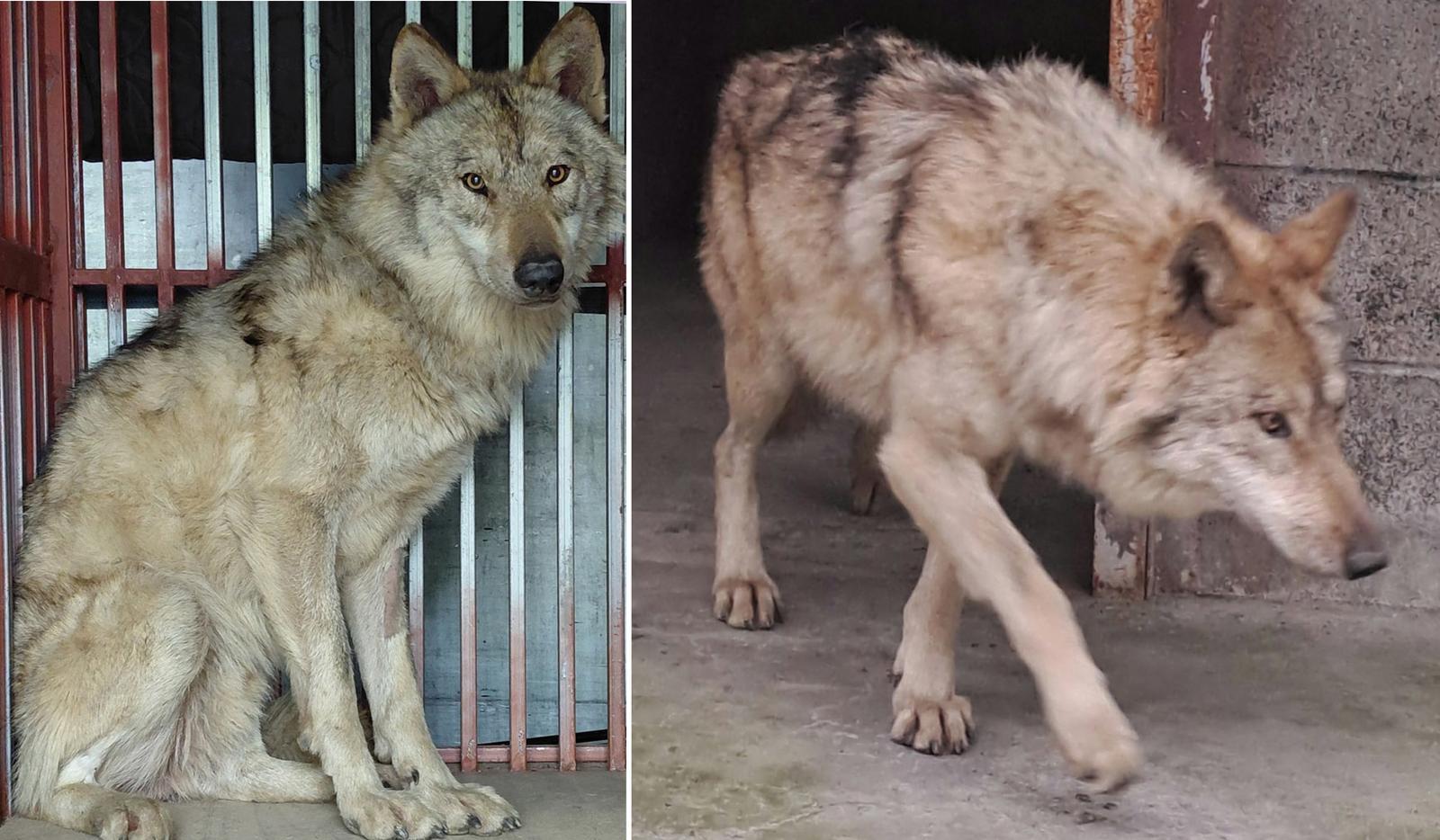 “매출 0원이지만”…‘늑구 수색대’에 커피 4500잔 쏜 오월드 카페 점주
