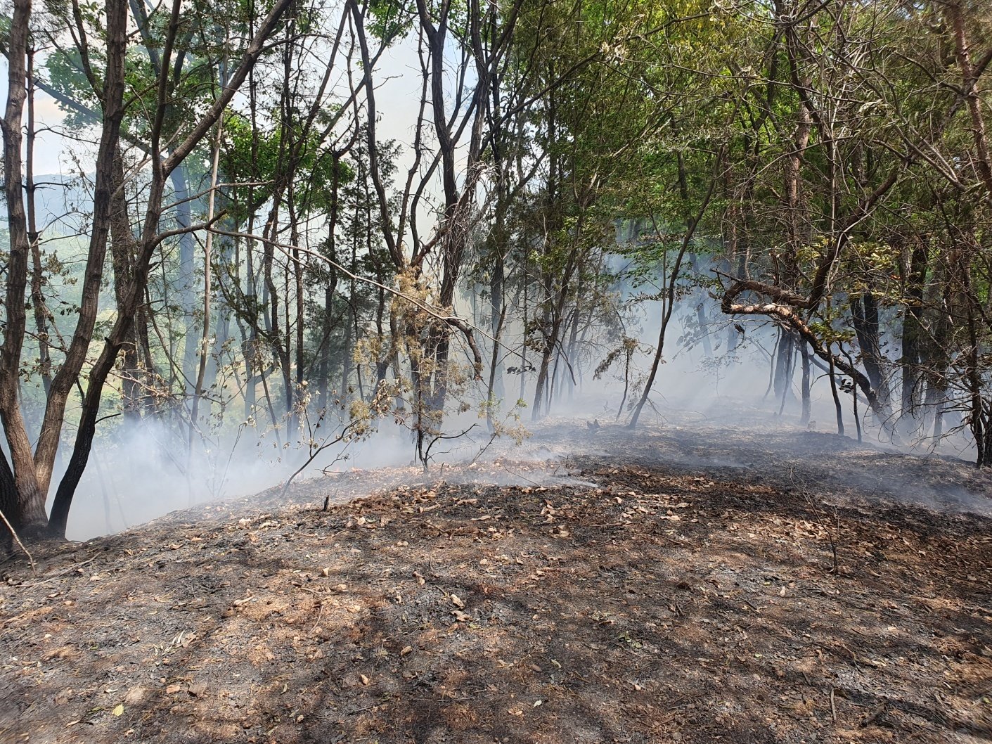 나흘 전 산불 공주 계룡면서 재발화…20여분 만에 주불 진화