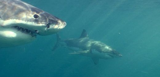 Toter Pottwal lockt Haie an