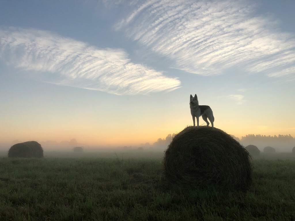 Lobos, osos y jabalíes se están repartiendo el mapa de España y la verdadera batalla es entre el mundo rural y las ciudades