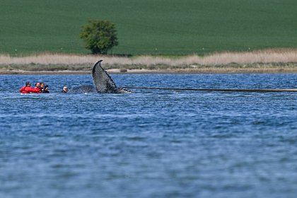 Кита Тимми решили погрузить на баржу и отвезти в Атлантический океан