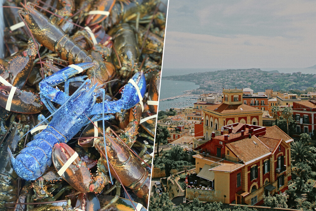 Dos turistas estadounidenses pidieron doce bogavantes en un bar de Nápoles. Acto seguido hicieron algo polémico: liberarlas