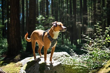 Мужчина наткнулся на останки маленьких детей во время прогулки с собакой