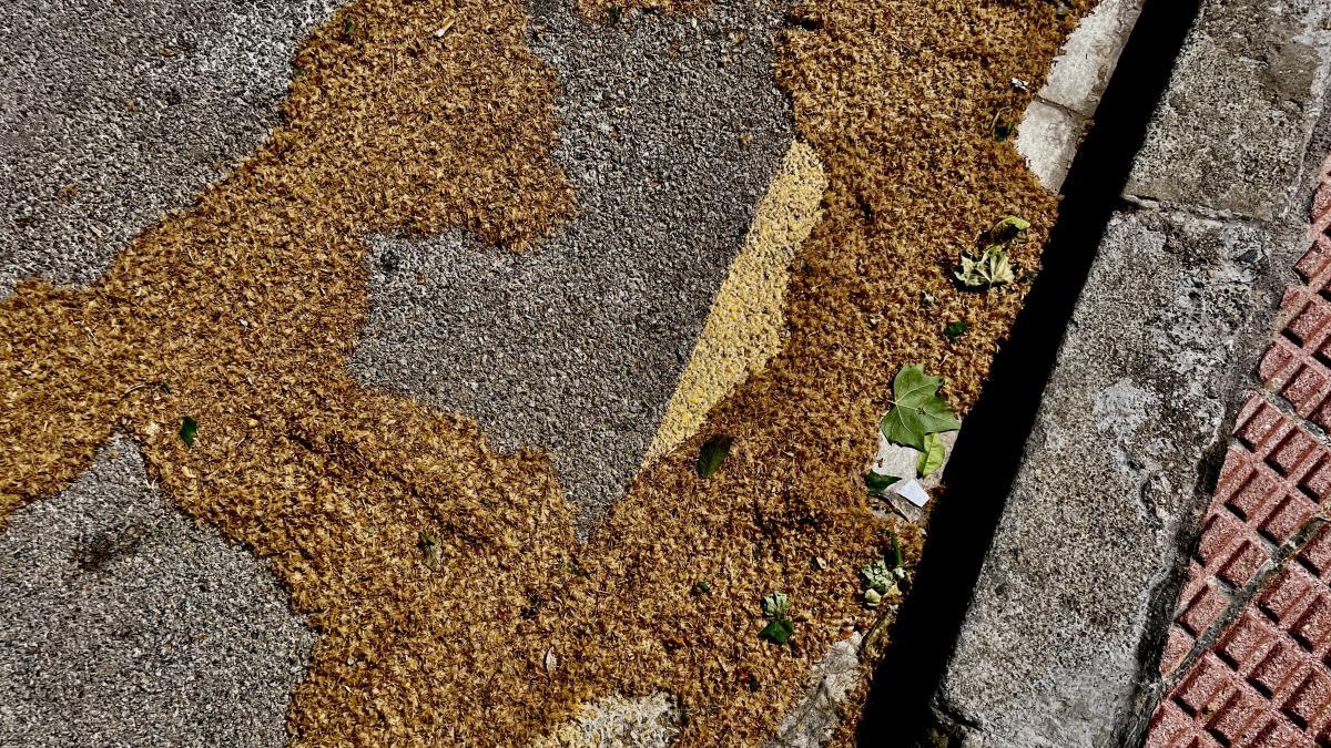 Lo que volaba ayer por Barcelona no era polen de plátano, sino su fruto