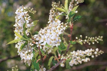 Москвичам назвали срок наступления «черемуховых» холодов