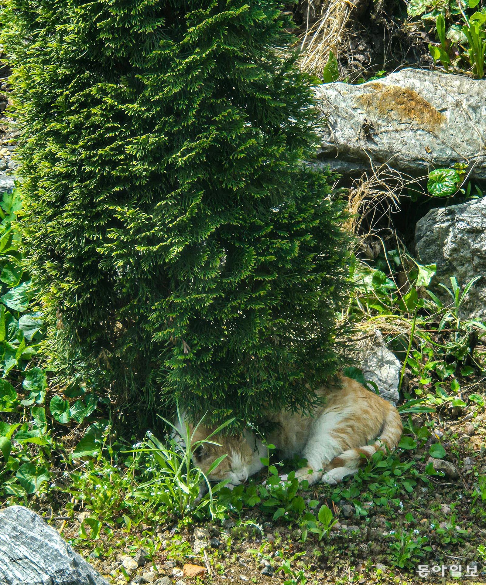 [고양이 눈]여기가 무릉도원