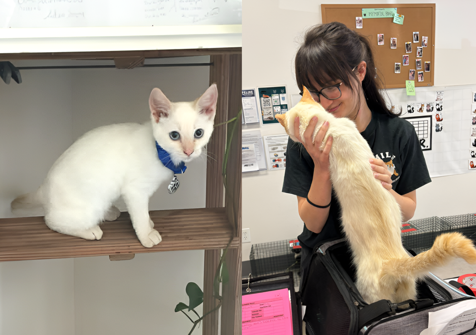 “이사 중 행방불명된 고양이”…7년 만에 날아온 이메일 덕에 찾았다