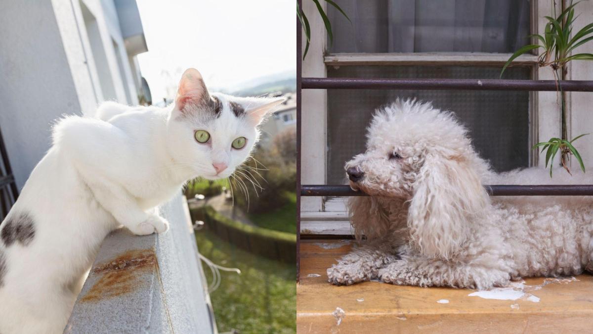Si un vecino deja los excrementos de su perro o gato en el balcón o zonas comunes, puede perder el uso de su vivienda: esto es lo que dice la ley