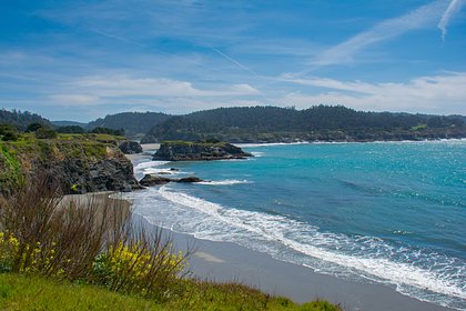 Тысячи таинственных синих существ вынесло на пляж