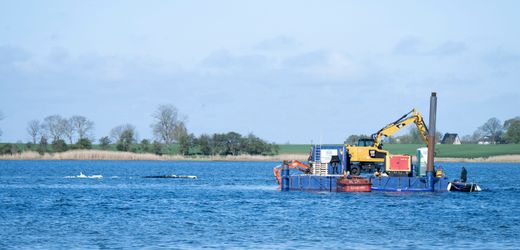 Ostsee-Wal-News heute: Kommt der Wal heute in den Lastkahn?