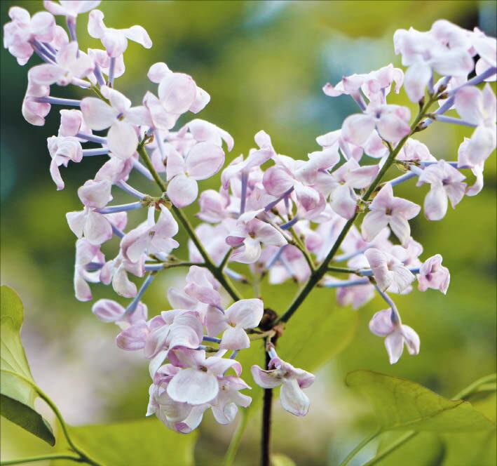 [신문은 선생님] [식물 이야기] ‘베사메무초’에 나오는 리라꽃 정체는? 첫사랑을 닮은 라일락이래요