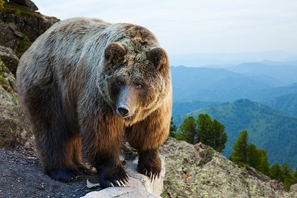 Медведь растерзал женщину в горах