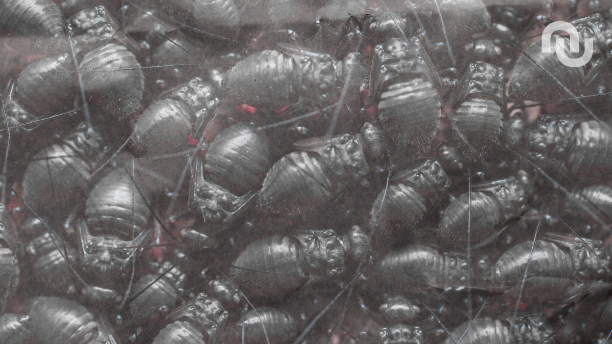 ClawSwarm : le piège qui transforme vos agents IA en travailleurs fantômes d’une économie crypto