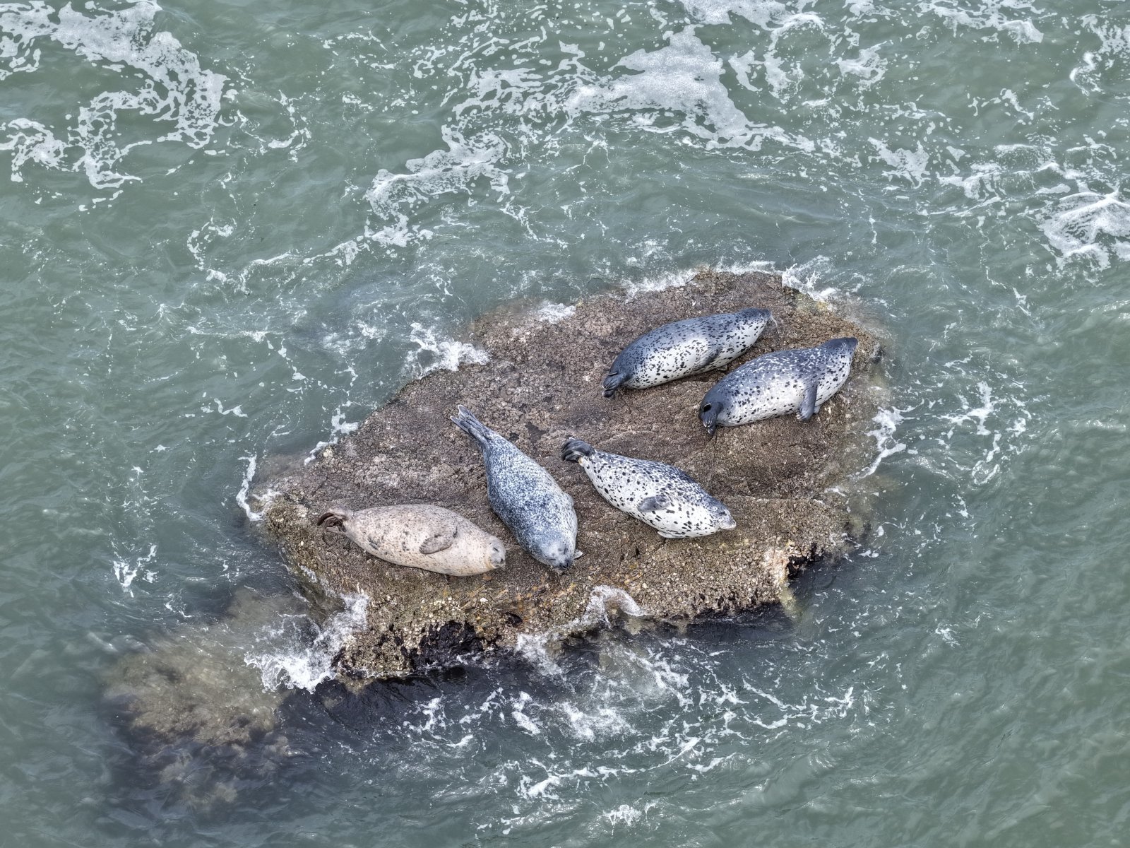 인천 서해 3도서 점박이물범 148마리 확인…백령도 집중