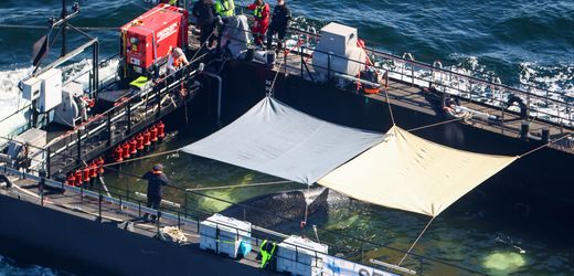 Ostsee-Wal-News heute: Walgesang ist laut Expertin Indikator für akuten Stress