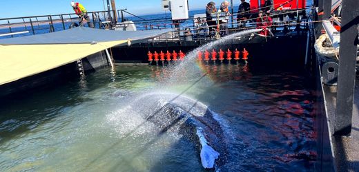 Ostsee-Wal-News heute: Konvoi weiter unterwegs – Berichte über missglückten Freisetzungsversuch