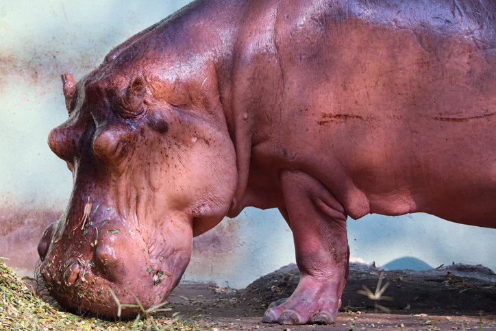 “마약왕 하마 80마리 구하겠다”…인도 재벌 2세의 파격적 선언