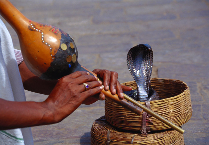 ‘뱀쇼’ 보던 관객, 바지에 독사 파고들어 사망…이집트 휴양지 비극