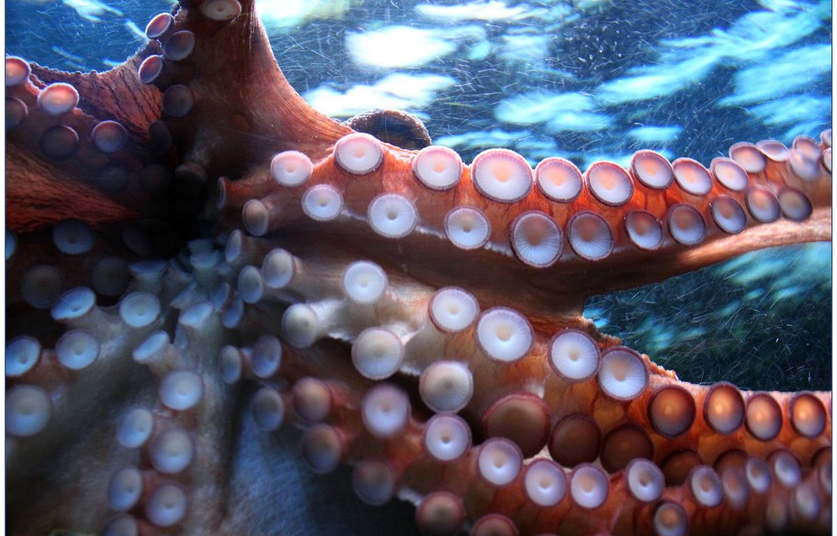 Ces pieuvres géantes étaient-elles les plus grands prédateurs des océans il y a 100 millions d’années ?