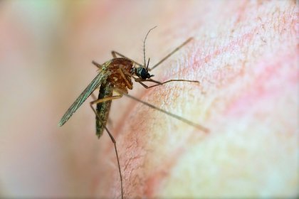 Жителей ряда регионов России предупредили о малярийных комарах