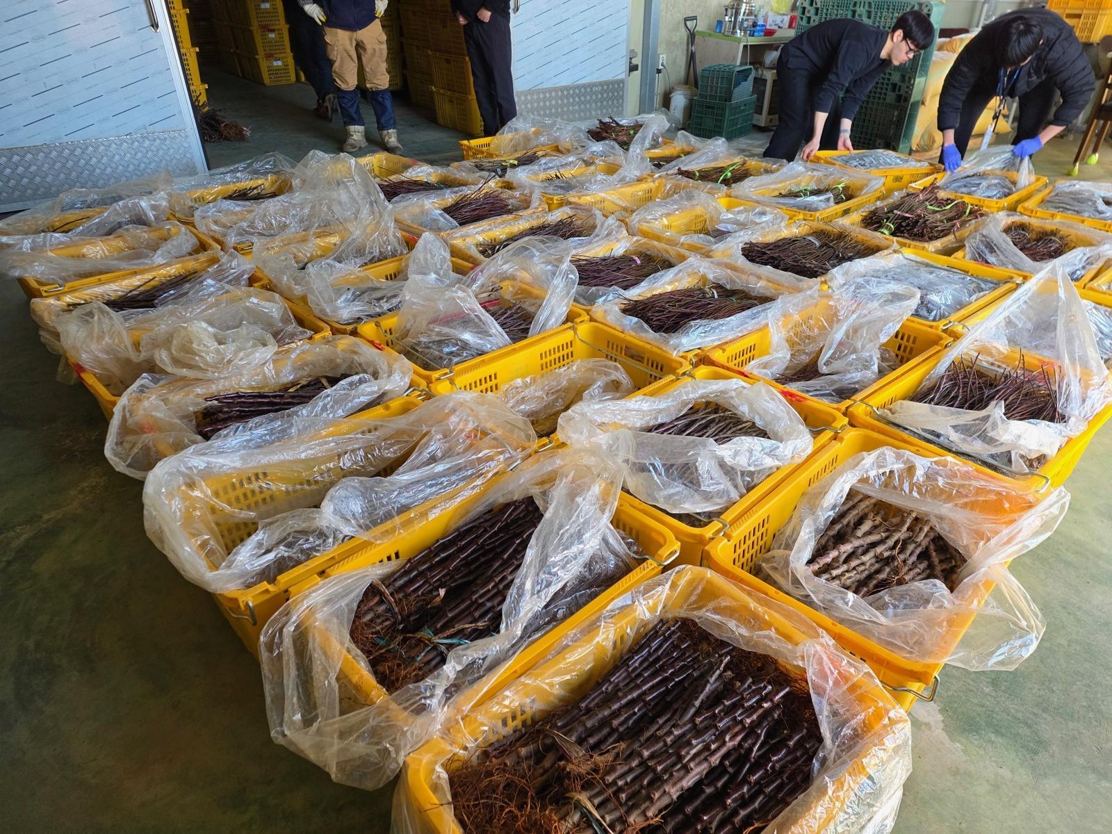 “장난감이라더니 묘목이었다”…중국산 사과묘목 63만 주 밀수 일당 적발