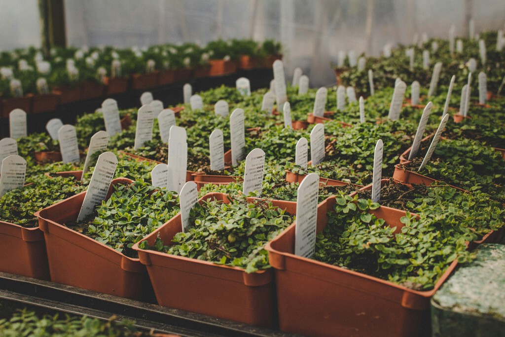 Pagamos el tomate más caro de la última década y los agricultores afirman que no les salen las cuentas. Tienen razón