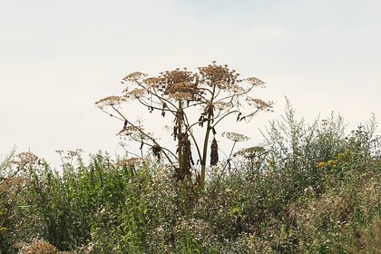 Россиян предупредили о риске случайно купить семена опасного растения