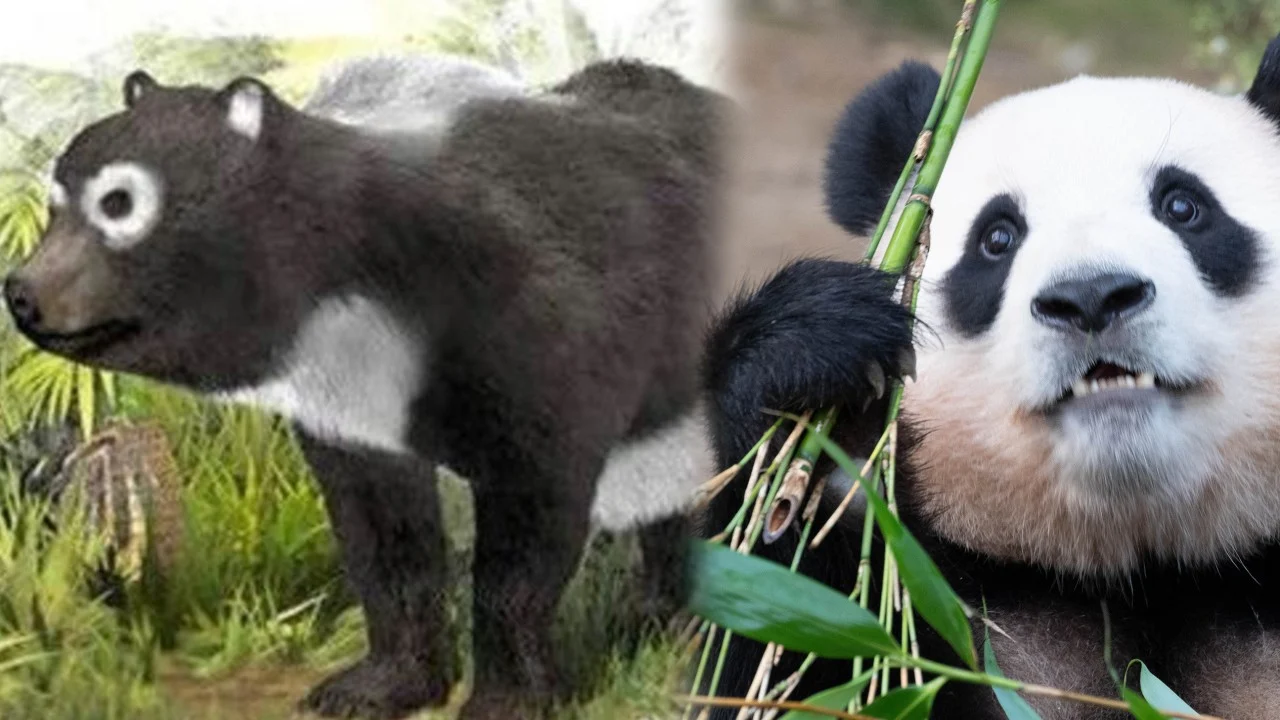 China pandas rise from unknown status to become palace pets, then national symbols, treasures