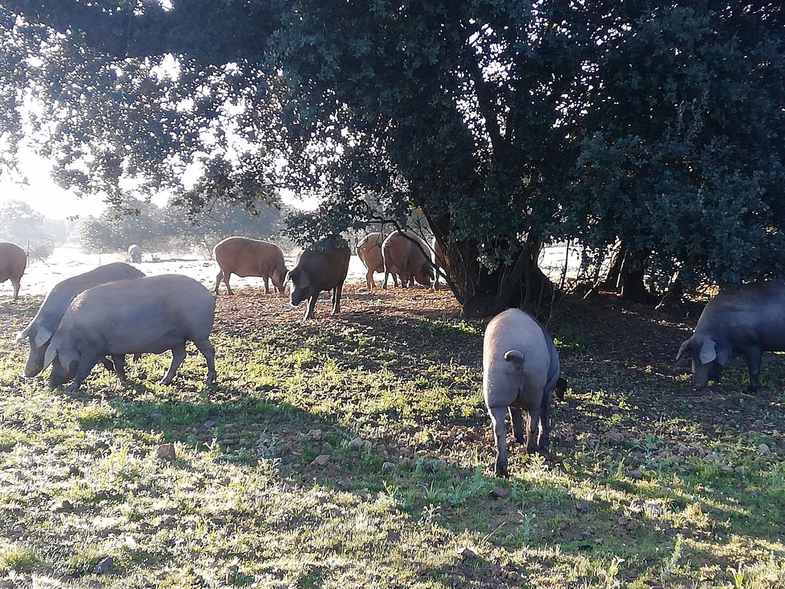Agricultura entra en la guerra del ibérico al advertir a Guijuelo de que no podrá utilizar el sello si incumple la norma de calidad