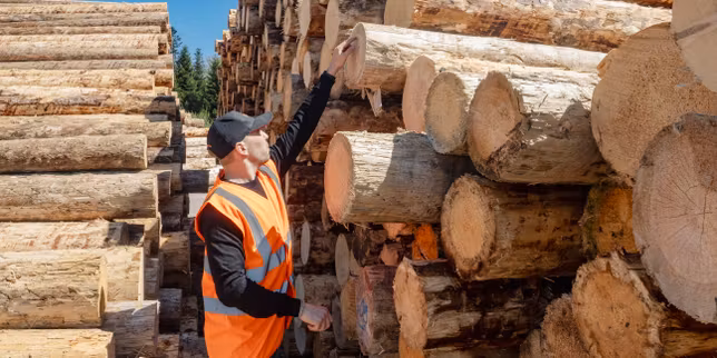 A Lyon, un programme de logements revendique l’utilisation de « bois bleu », souvent délaissé car marqué par un champignon
