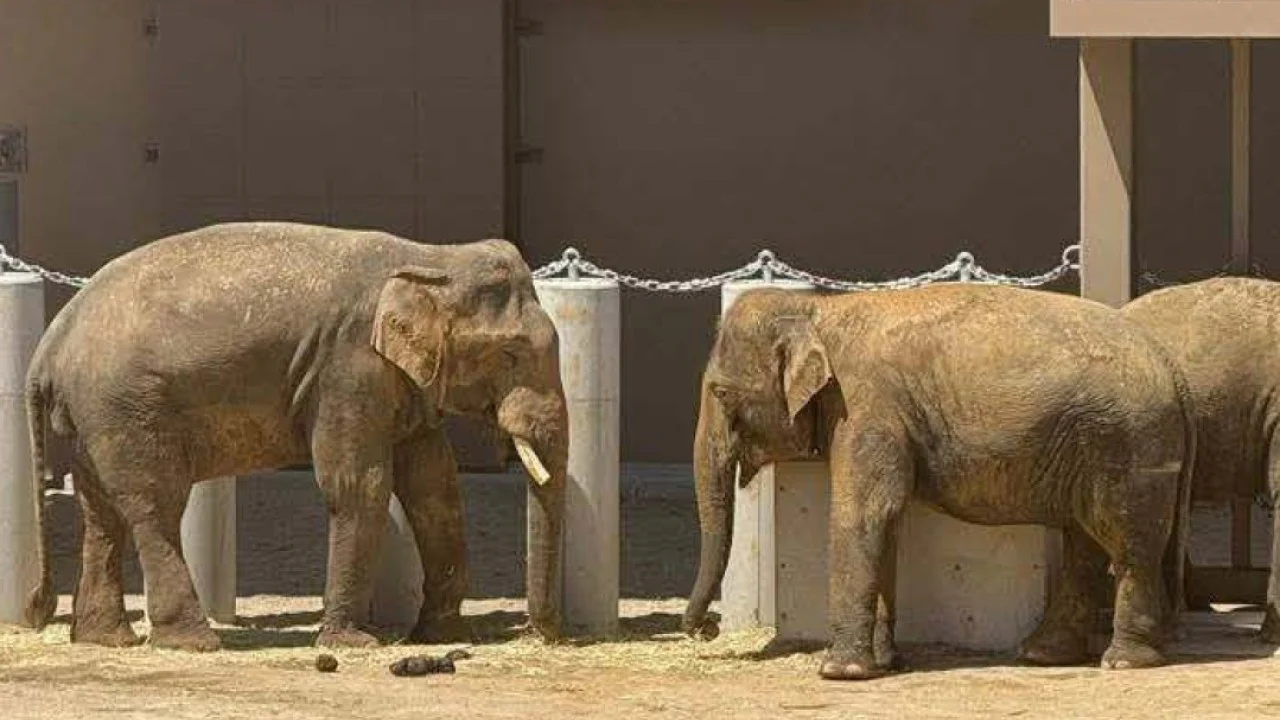 Trumpet call: Malaysians demand Japan return elephants after viral ‘weeping’ videos
