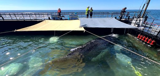 Ostsee-Wal-News heute: Buckelwal in Nordsee freigesetzt