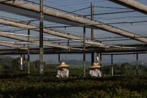 Suzano aponta demanda mais forte nos EUA e na Europa e desempenho resiliente do setor