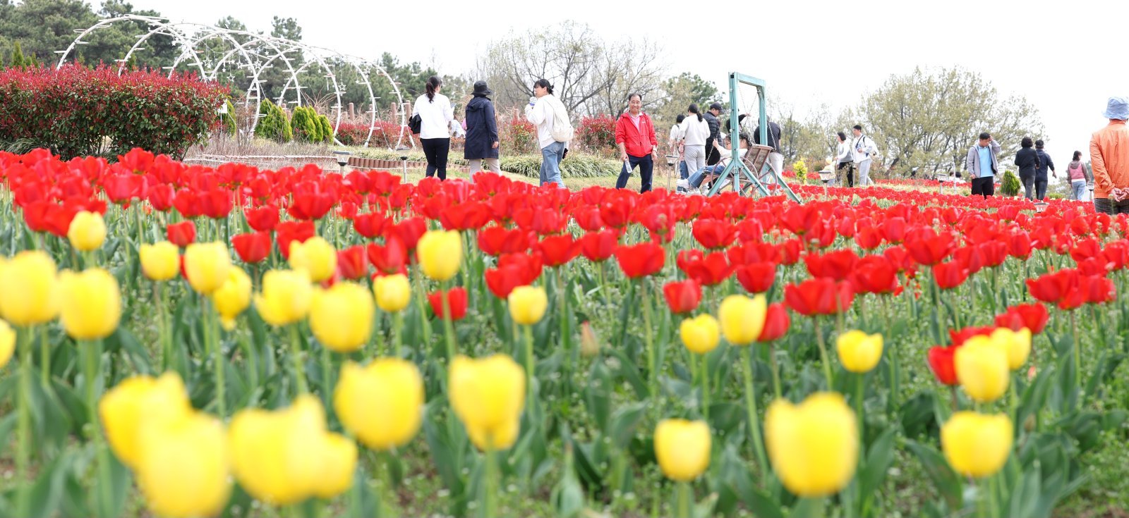 “봄꽃 축제 소음에 잠도 못 자”…나들이 민원 39% 4~6월 집중