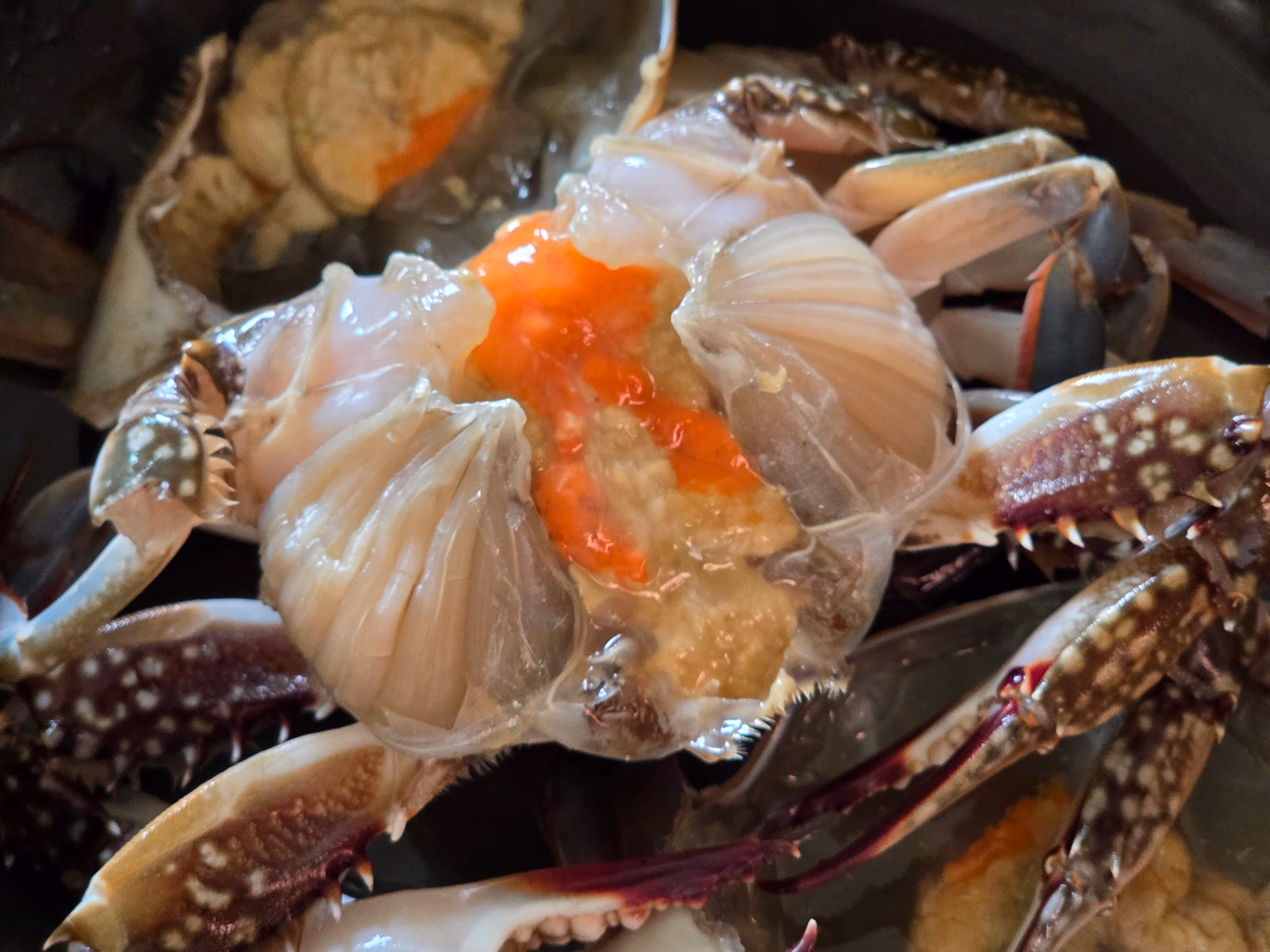 최고 제철 알 꽉 찬 태안 암꽃게, 매일 새벽 조업해 얼음 포장 후 산지 직송