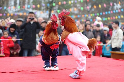 Китайцы начали массово заводить кур в качестве домашних животных