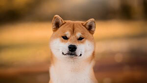 Nach starken Verlusten: Lohnt sich Shiba Inu noch?