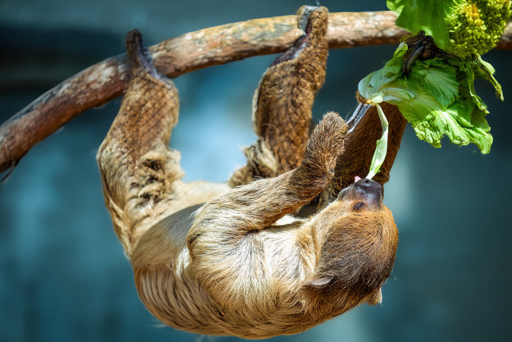 “30마리 죽고 나서야 파산”…美 나무늘보 전시장의 비극