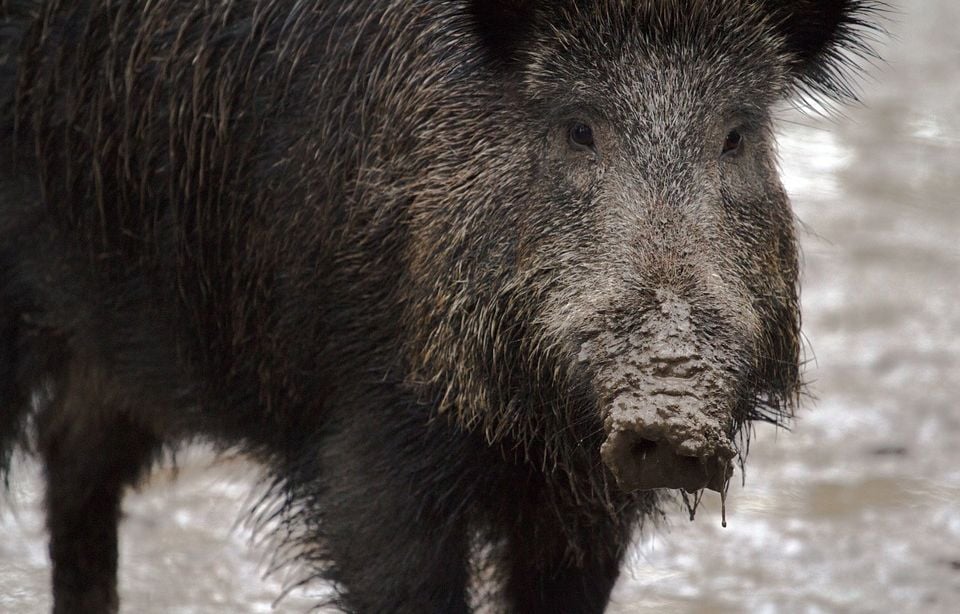 Edward le robot « influenceur » poursuit des sangliers dans les rues de Varsovie, les images deviennent virales