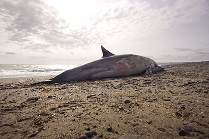Выброс дельфинов на берег Черного моря объяснили