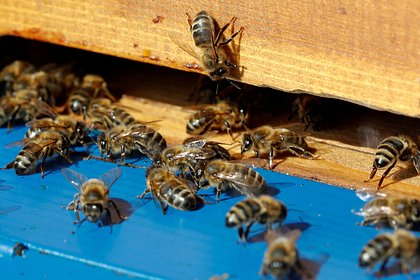 Сотни тысяч пчел-убийц покусали сотрудников полиции