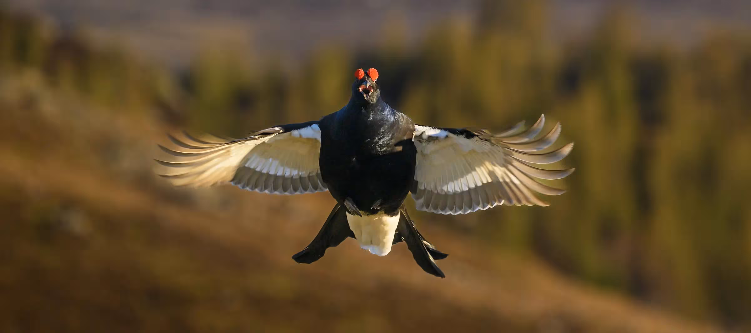 [사이언스카페] 스키장에 부딪혀 죽는 새, 붉은색 경고 못 보는 색맹