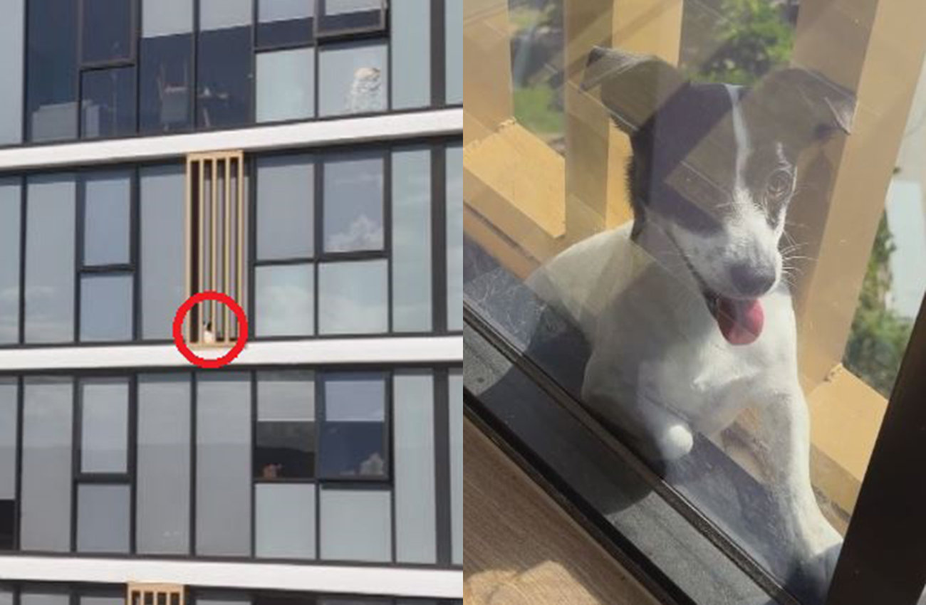 13층서 실종된 반려견, 이웃집 난간에 끼어 있었다