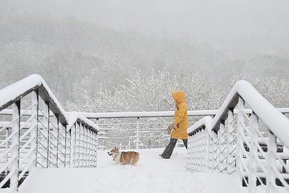 Московский регион накрыли аномальные снегопады. Повалены деревья, цены на такси взлетели. Какие прогнозы дают синоптики?