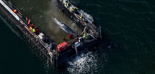 Walrettung vor Poel: »Wir haben es den Kritikern gezeigt«