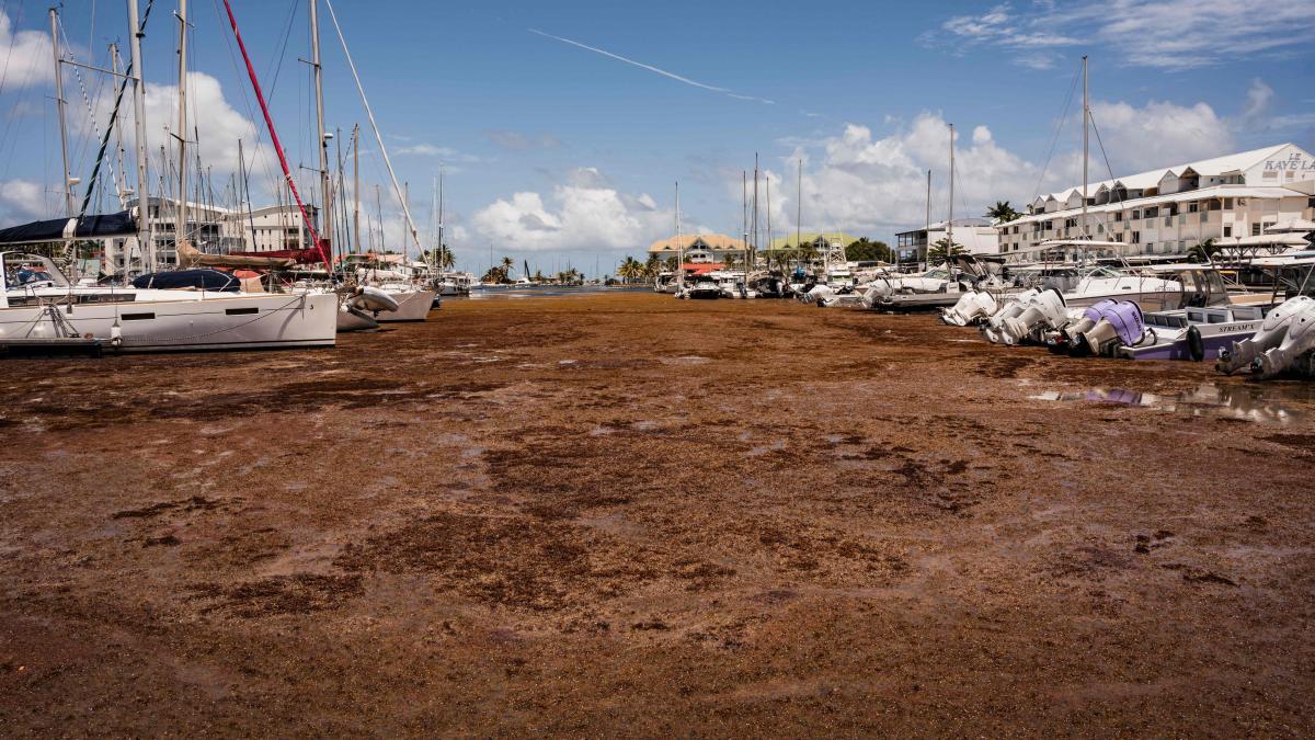 La isla caribeña de Guadalupe, sitiada por las algas, protagoniza las imágenes del día
