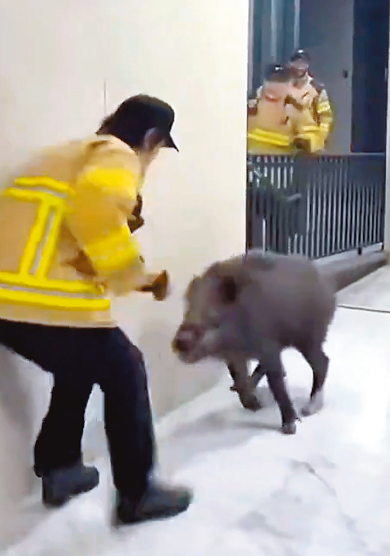 ‘서울 도심 멧돼지’ 2년새 55% 급증